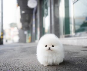 Mini pomeranianské šteniatko - 4