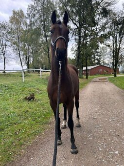 Valach 3 roky po Talmann zapsanný v Oldenburgské plemenné kn - 4