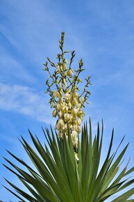 Yucca vláknitá -Yucca filamentosa - 4