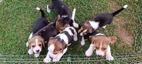 bígl, bígel, beagle - 4