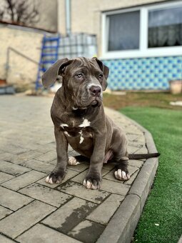 American Bully xl - 4