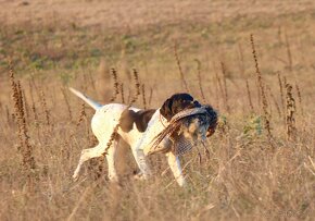 Anglický pointer, english pointer, stavač - 4