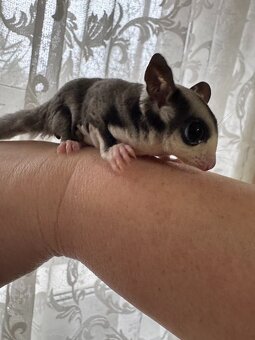 Sugar Glider(Veverička vačkovitá) - 4