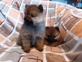 Špic, nemecký špic , oranžový špic, pomeranian - 4