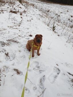 Shar-pei , šarpei - 4