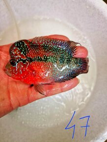 Flowerhorn Super red Dragon - 4