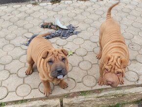 Shar-pei - 4