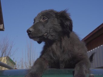 golden retriever border kólia - 4