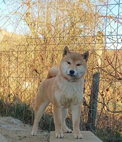 Shiba inu šteniatka - 4