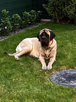 Anglický mastiff - 4