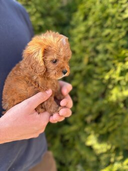 Cavapoo - 4