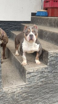 American bully - 4