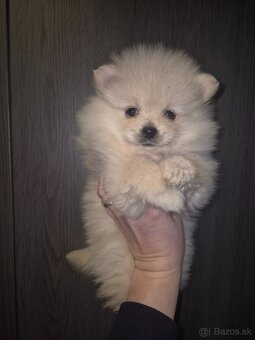 Pomeranian mini - 4