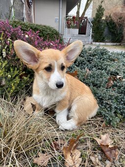 Welsh corgi pembroke - 4