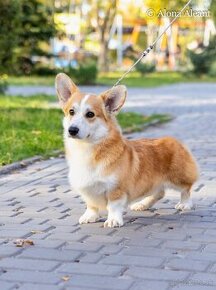 Welsh Corgi Pembroke (Alona Aleant - Facebook) - 4