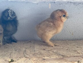 Kuriatka HODVÁBNIČKY, ARAUCANA, PADUAN - 4