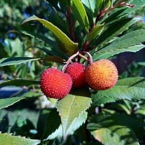 Jahodovec obyčajný-Arbutus unedo - 4