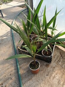 Washingtonia Robusta - 4