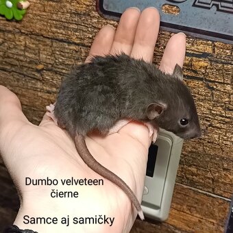 ❤ Dumbo, velveteen, rex potkaníky - 4