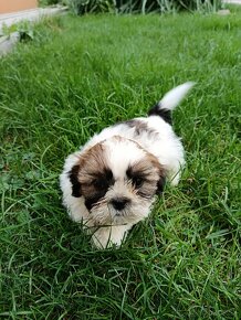 Shitzu, shih-tzu, Shitzu, Shicu, shihtzu - 4