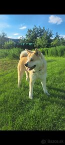 Akita inu šteniatka - 4