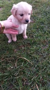 Šteniatka kríženec zlatý retriever a labradorský retriever - 4