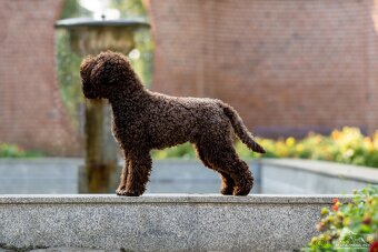 LAGOTTO ROMAGNOLO-brown, with super ped. FCI - 4