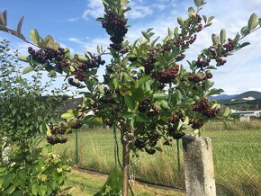 Aronia ciernoploda - Nero - stromkova forma - 4