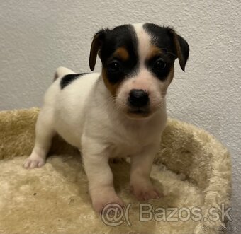 Jack russel terier - 4