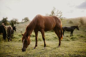 Appaloosa kobylka - 4