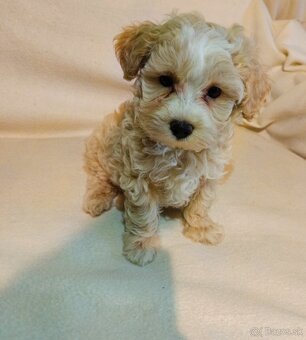 Maltipoo - 4