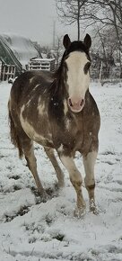 APH APHA PAINT HORSE ŽREBCE pripúšťanie - 4