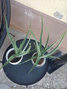 Aloe vera - 4