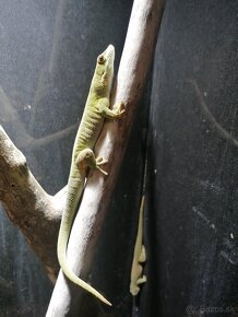 Phelsuma grandis - mladý pár - 4