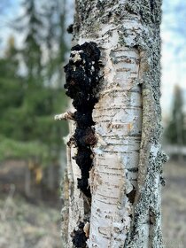 Arktická huba Chaga zbieraná vo Švédsku - 4