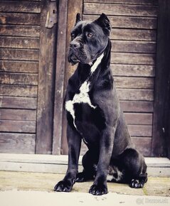 DARUJEM Cane Corso fenku - 4