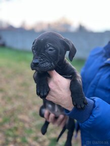 Americký bandog - 4