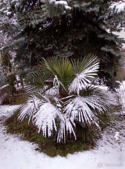 Palmové semená  - Trachycarpus fortunei - 4