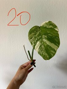 Monstera albo - 4