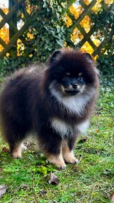 Pomeranian - 4