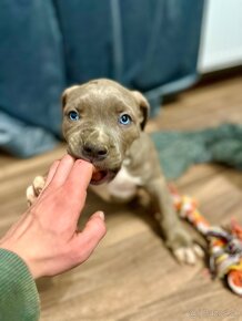 American Bully XL / Pitbull XXL - 4