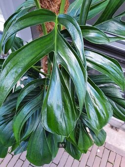 Monstera Pinnatipartita - 4