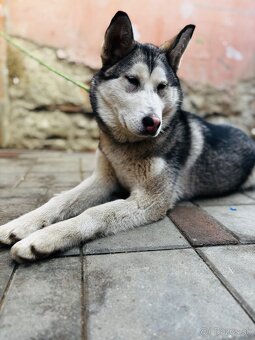 Sibirsky husky - 4