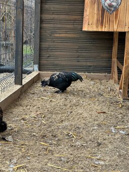 kohút , ayam cemani x hodvabnicka - 4