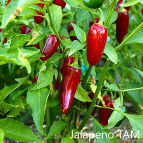 Semienka chilli - 4