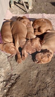 Maďarská vyžla,stavač, magyar vizsla šteniatka - 4