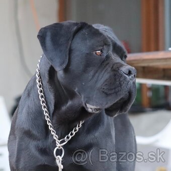 Šteniatka Cane Corso - 4