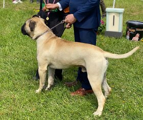 Bullmastiff na krytie - 4