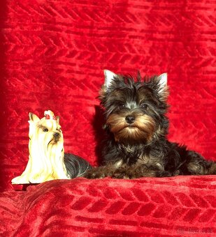 Yorkshire terrier, york - 4