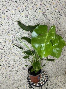 Monstera deliciosa - 4